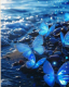 Blue butterflies 30x40 cm
