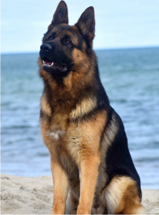 Paveikslas su savo nuotrauka 30x40 cm