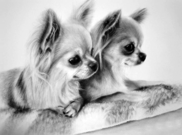 Chihuahuad 30x20 cm