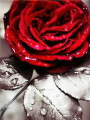 Red Rose 30x40 cm