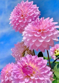 Pink Flowers 30x40 cm