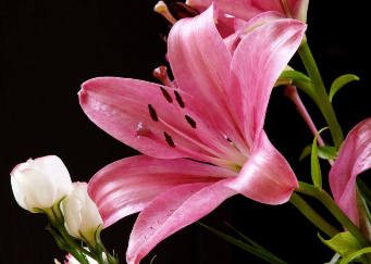 Lily 30x40 cm