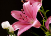 Lily 30x40 cm