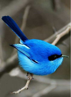 Blue Tit 30x40 cm