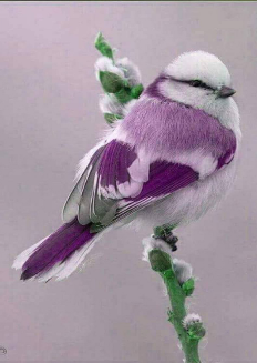 Purple and White Tit 30x40 cm