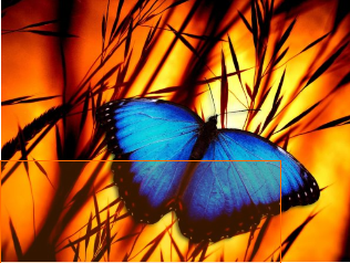 Blue Butterfly 30x40 cm