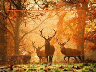 Moose in the Wild 40x30 cm