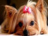 Small dog 30x40 cm