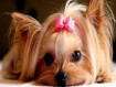 Small dog 30x40 cm