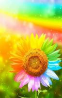 Colorful flower 30x40 cm