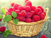 Raspberries 23x33 cm