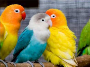 Three parrots 40x30 cm