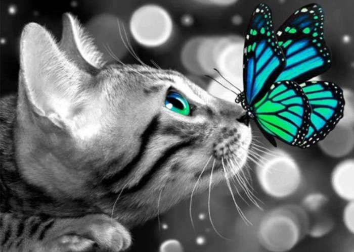 Cat with butterfly 30x30