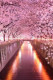 Pink Trees 30x40 cm