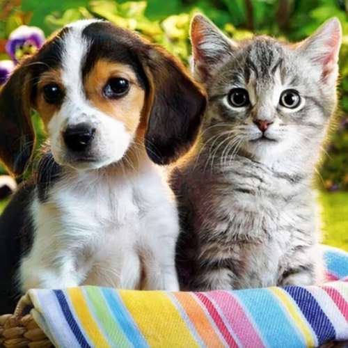 Cat and dog 30x30 cm