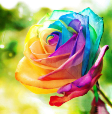 Colorful rose 40x40 cm