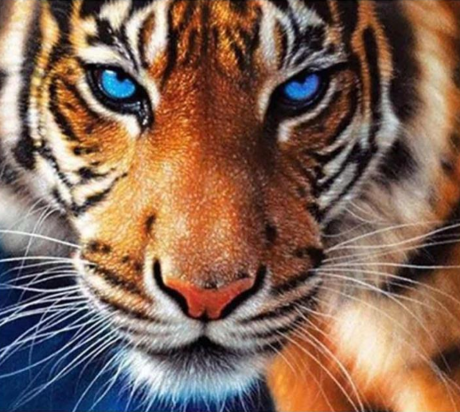 Tiiger 50x40cm