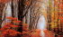 Wonderful autumn 70x40 cm
