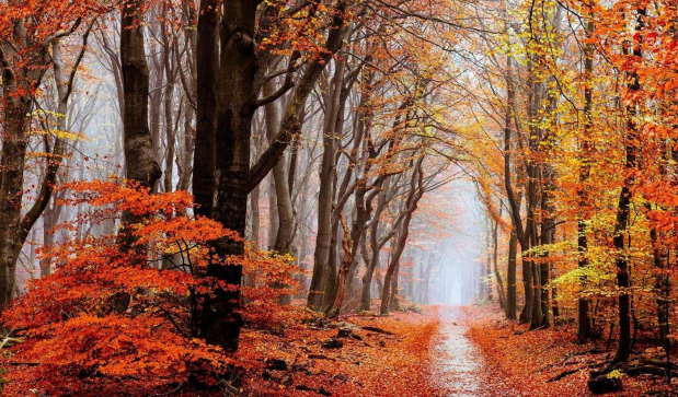 Wonderful autumn 70x40 cm