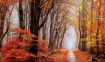Wonderful autumn 70x40 cm