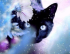 Cat with a flower 47x32 cm