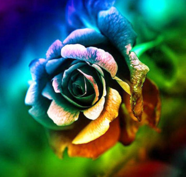 Colorful rose 33x23 cm