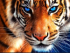 Staring Tiger 50x40 cm
