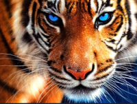 Staring Tiger 50x40 cm