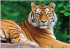 Tiger 30x40 cm