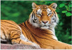 Tiger 30x40 cm