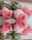 Roses - framed 30x40 cm