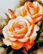 Roses - framed 40x50 cm