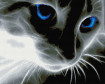Cat - framed 40x50 cm