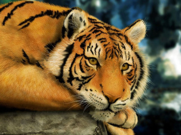 Resting Tiger 40x30 cm