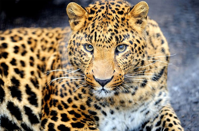 Leopard on the prowl 30x40 cm