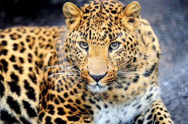 Leopard on the prowl 30x40 cm