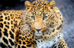Leopard on the prowl 30x40 cm