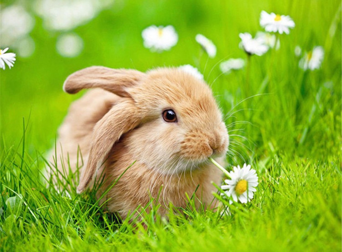 Rabbit in the grass 40x50 cm