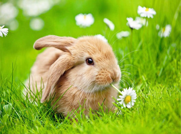 Triušis žolėje 40x50 cm