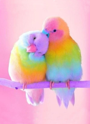 Colorful parrots 30x40 cm