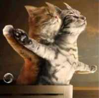Cats 40x40 cm