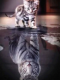 Cat and Tiger 40x40 cm