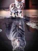 Cat and Tiger 40x40 cm