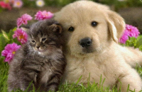 Katė ir šuo 40x40 cm