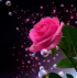 Single Rose 30x30 cm