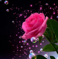 Single Rose 30x30 cm