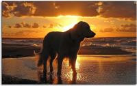 Dog at sunset 40x30 cm