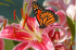 Butterfly on a Flower 40x30 cm