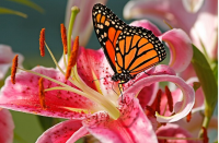 Butterfly on a Flower 40x30 cm