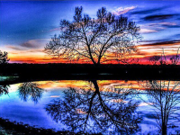 Tree reflection 40x30 cm